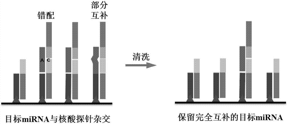 Method used for detecting serum miRNA of patients with cancer based on short nucleotide chain connection