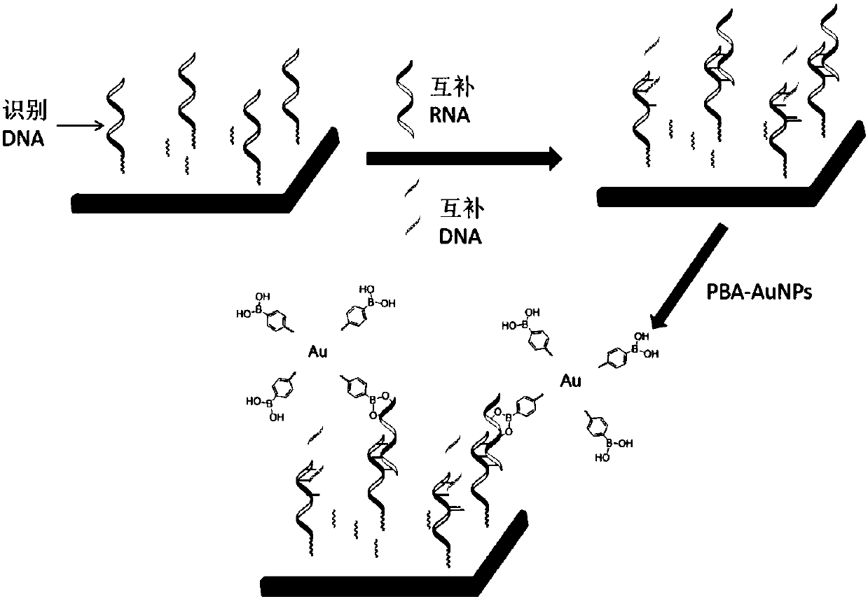 Identification and detection methods for RNA specificity by boric acid-nanometer particle system