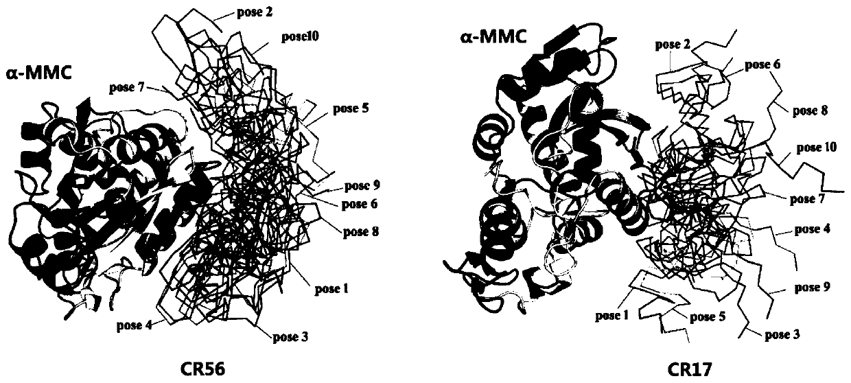 Ribosome inactivated protein attenuated modification method for blocking receptor binding