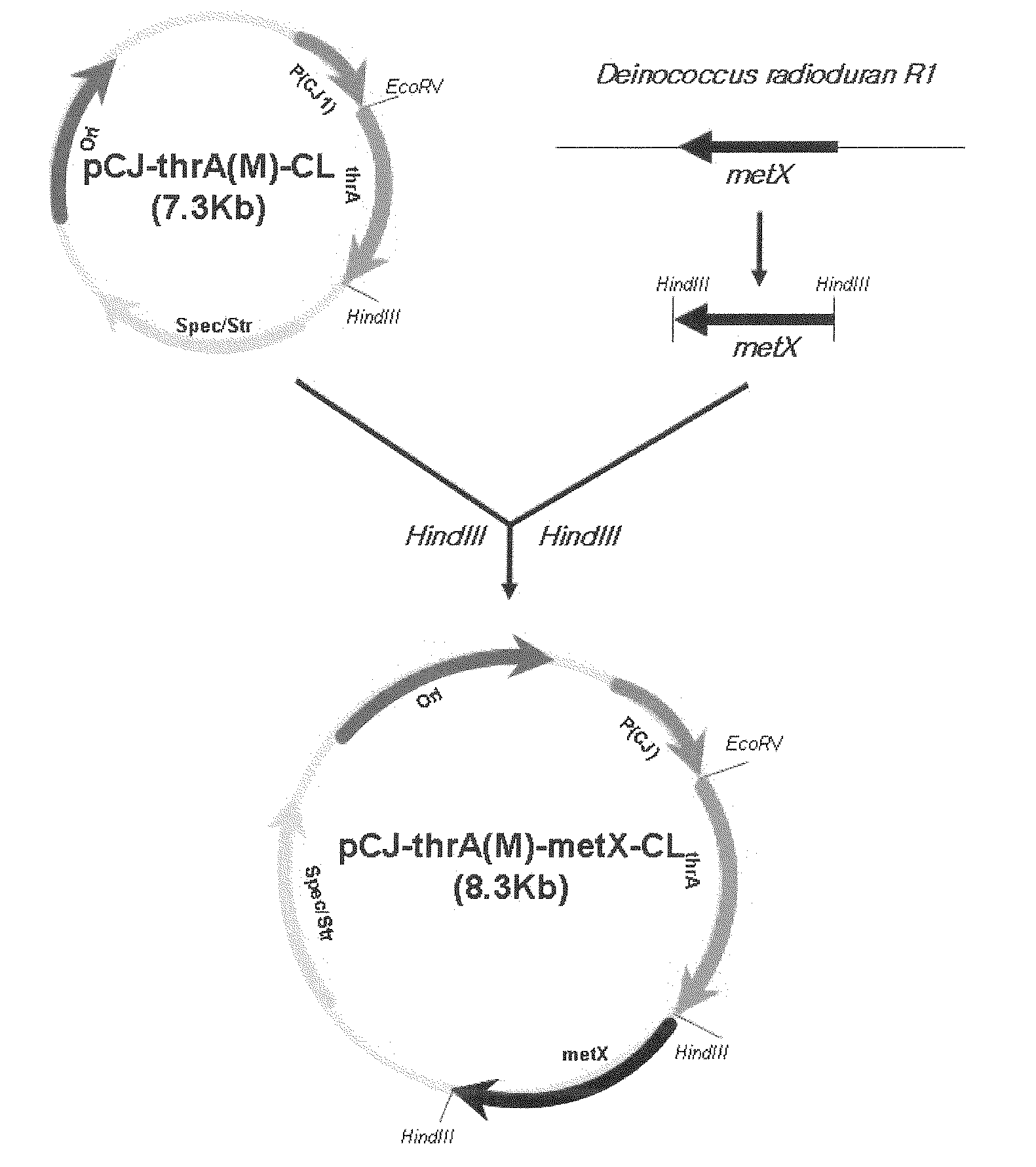 Microorganism producing o-acetyl-homoserine and the method of producing o-acetyl-homoserine using the microorganism