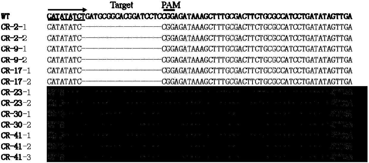 Application of tomato SlMPK20 gene in creating tomato genic male sterile line