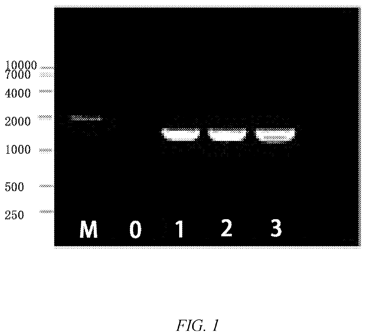 Construction method of mucor circinelloides cell factory for producing dihomo-gamma-linolenic acid and fermentation technology