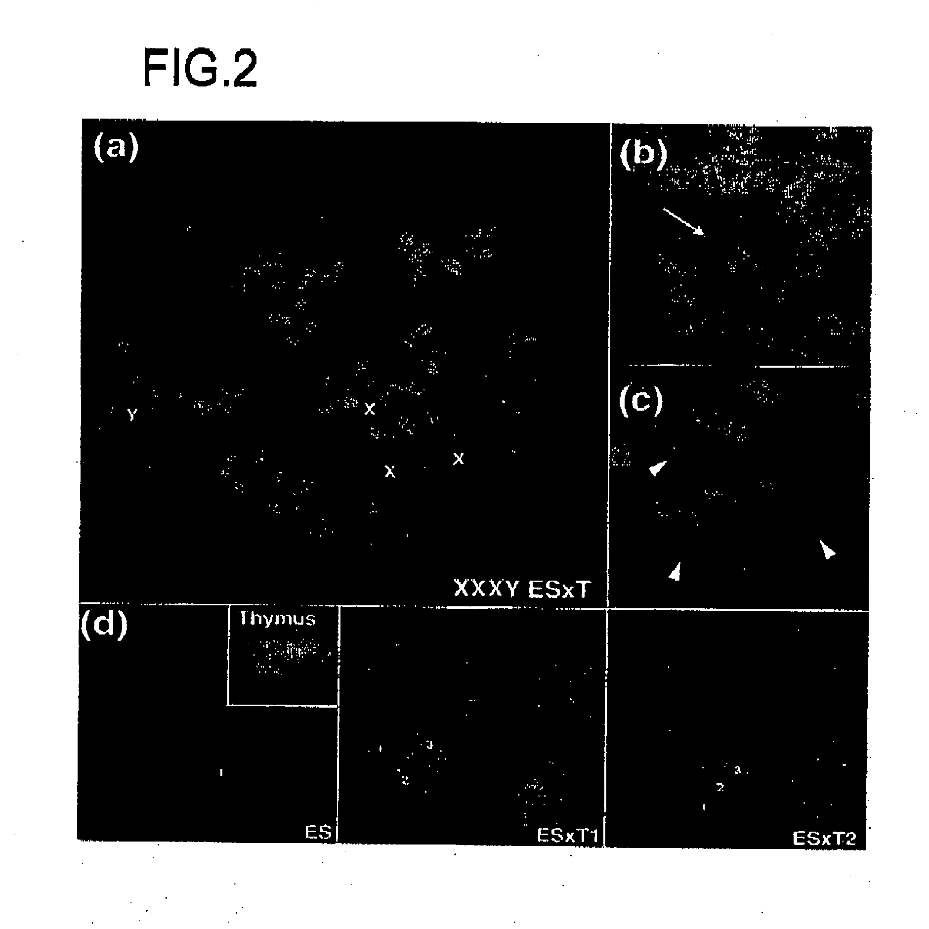 Method of screening reprogramming factor, reprogramming factor screened by the method, method of using the reprogramming factor, method of differentiating undifferentiated fused cells and method of constructing cell, tissues and organs