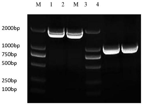 Preparation method and application of recombinant baculovirus co-expressing grass carp reovirus capsid proteins VP4 and VP35