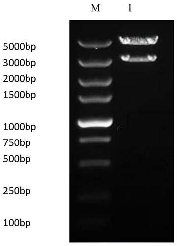 Preparation method and application of recombinant baculovirus co-expressing grass carp reovirus capsid proteins VP4 and VP35