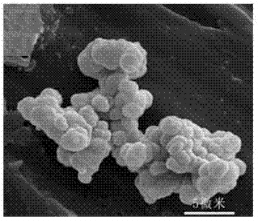 Preparation method of spherical strontium chromate powder controllable in micron-sized crystal growth morphology
