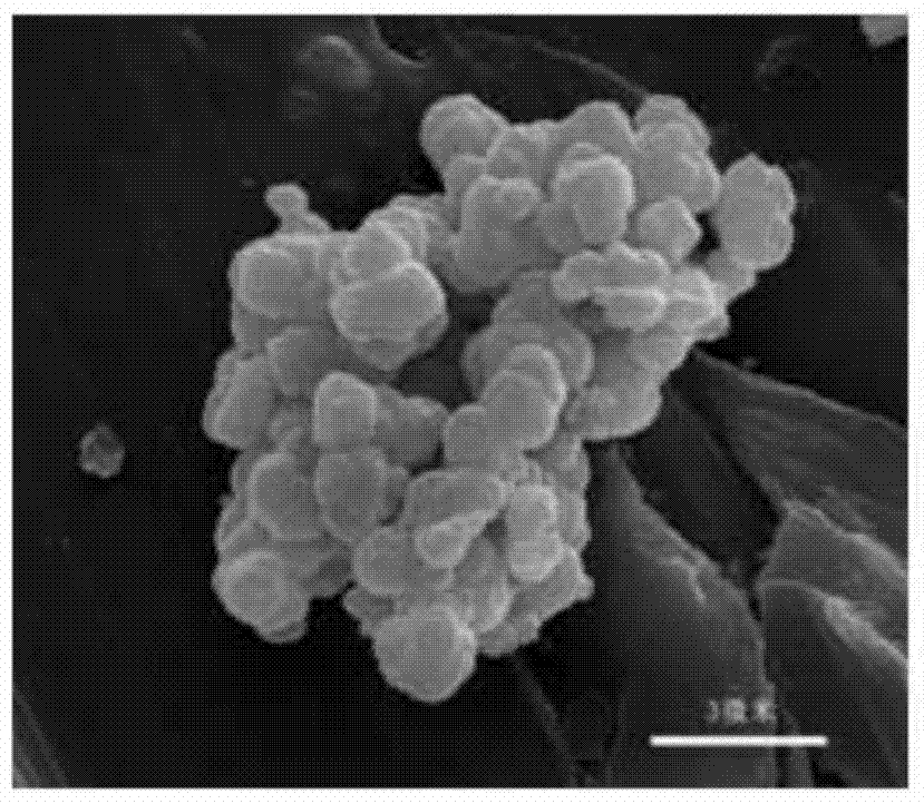 Preparation method of spherical strontium chromate powder controllable in micron-sized crystal growth morphology