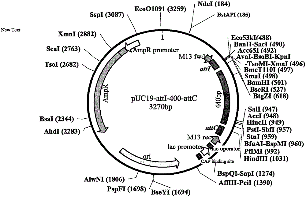 Construction method of drug-resistant Escherichia coli intergrase integration vector pUC19-attI-400-attC