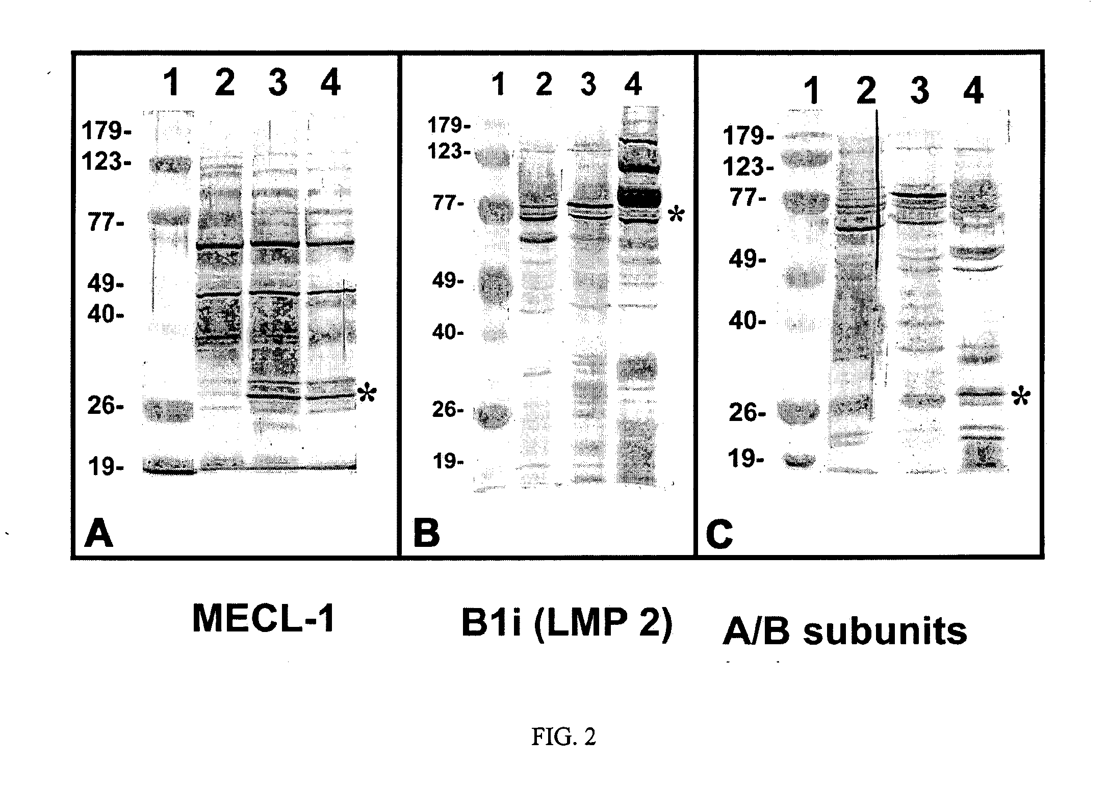 Contraceptive methods and compositions related to proteasomal interference