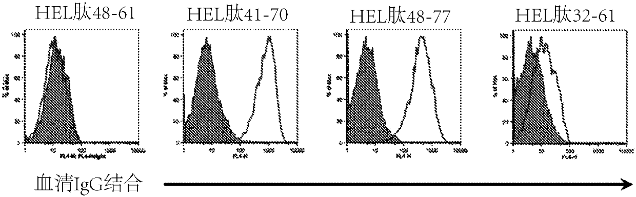 Immunizing peptide, method for producing immunizing peptide, pharmaceutical composition for immune disorders containing same, and method for treating immune disorders