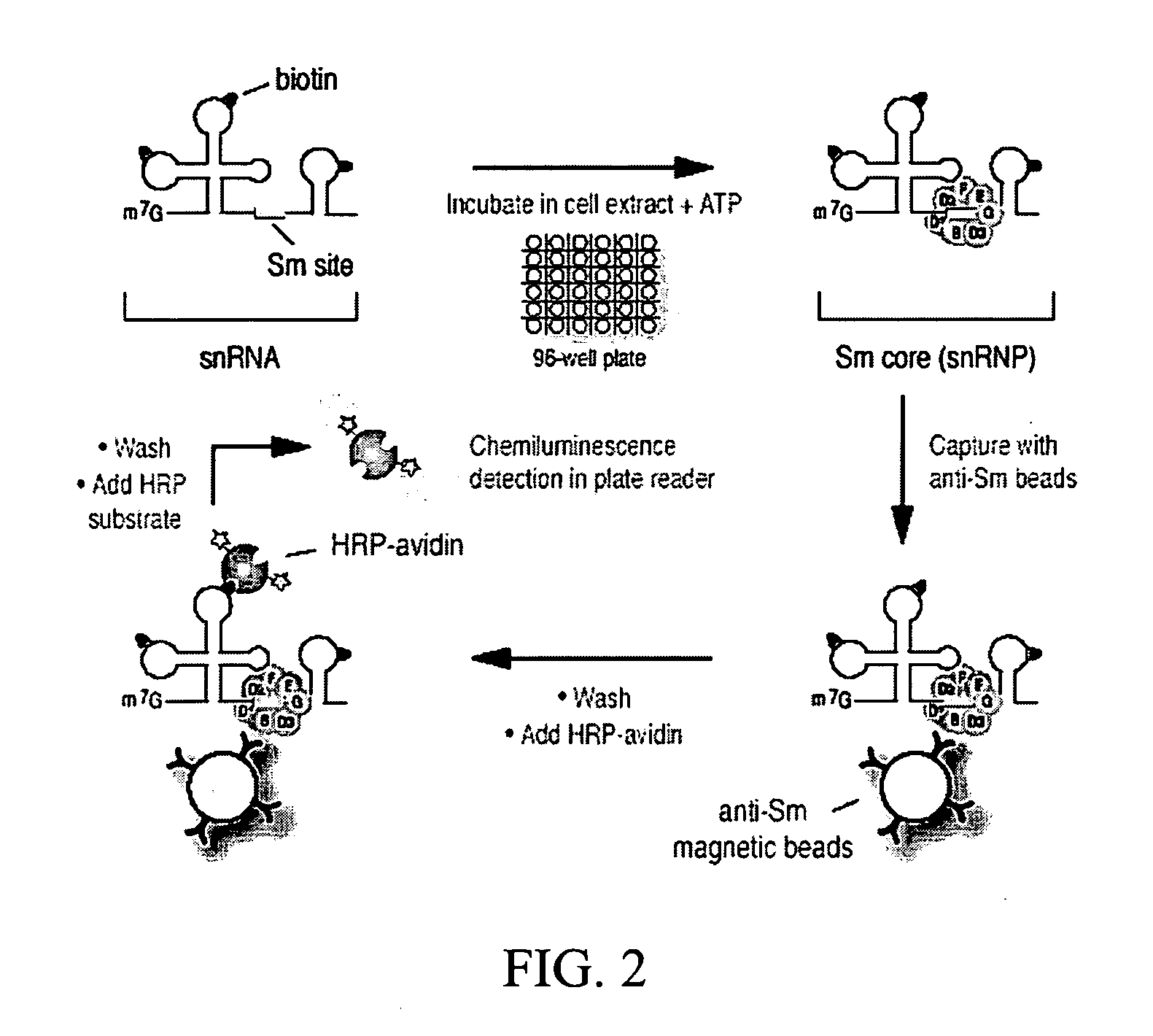 Assays, methods and kits for detecting small nuclear ribonucleoprotein particle assembly and survival of motor neurons activity