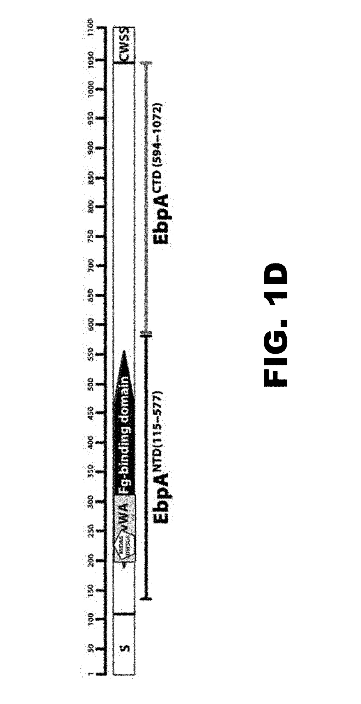 COMPOSITIONS AND METHODS FOR THE TREATMENT AND PREVENTION OF Ebp PILUS-RELATED DISEASES