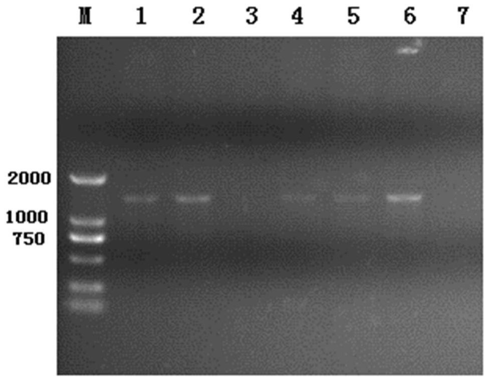 A kind of recombinant pectin methylesterase pmea and its coding gene and application