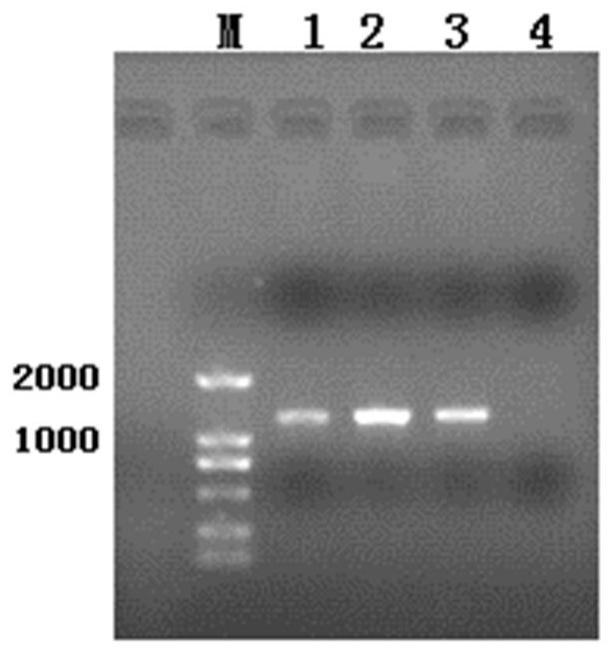 A kind of recombinant pectin methylesterase pmea and its coding gene and application
