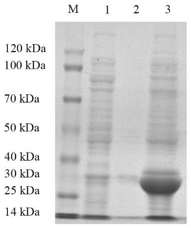 A kind of perch rhabdovirus recombinant g2 protein and its application