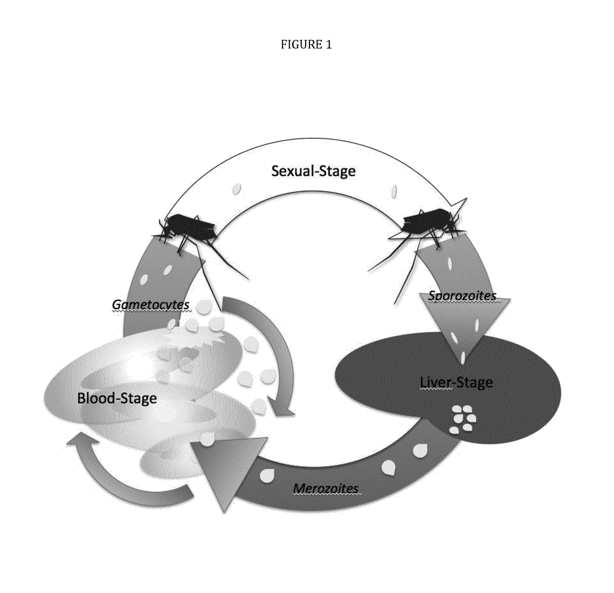 Multi-component-multistage malaria vaccines