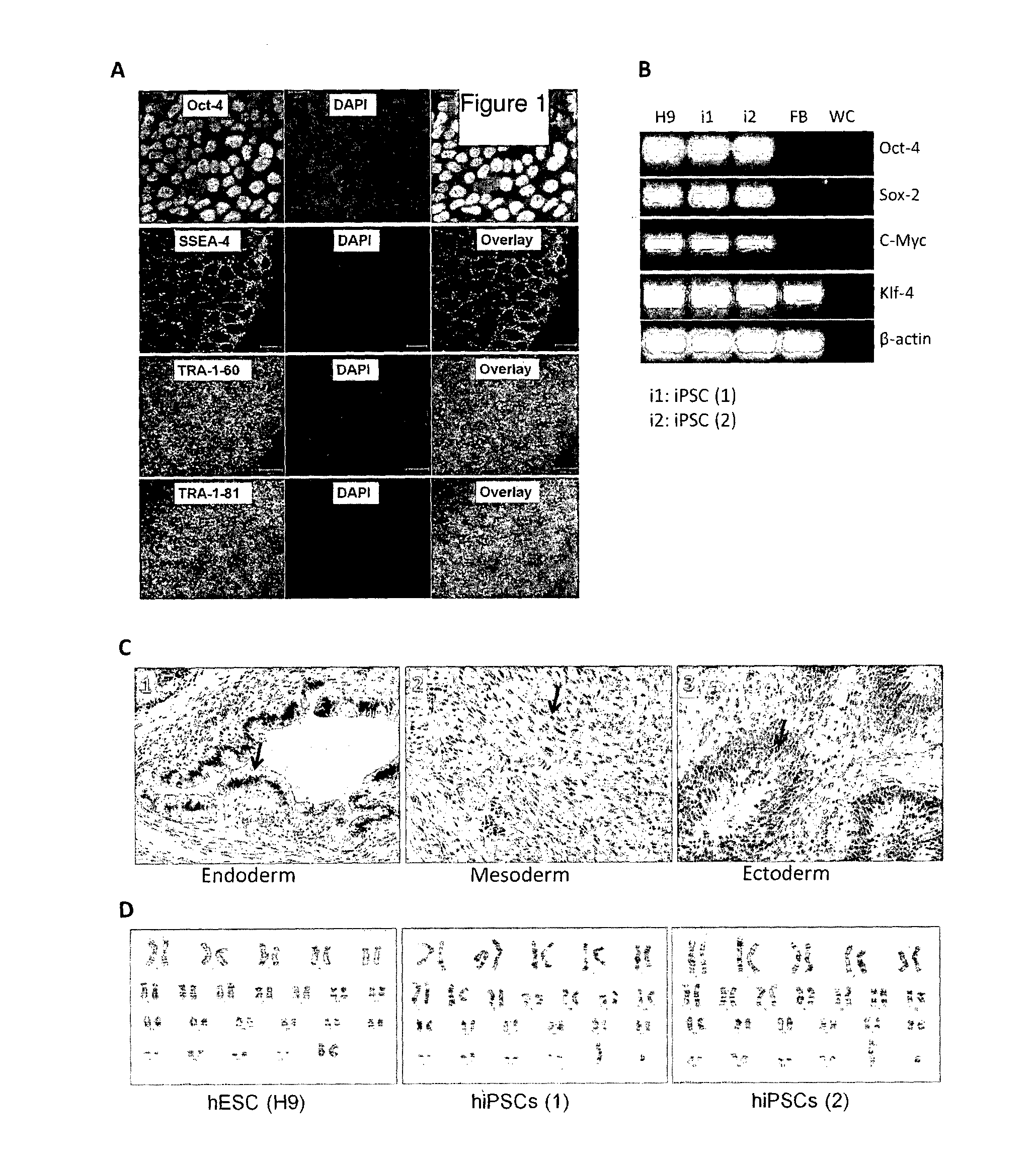 Method for preparing mesenchymal stem cell-like cells and cardiomyocyte-like cells