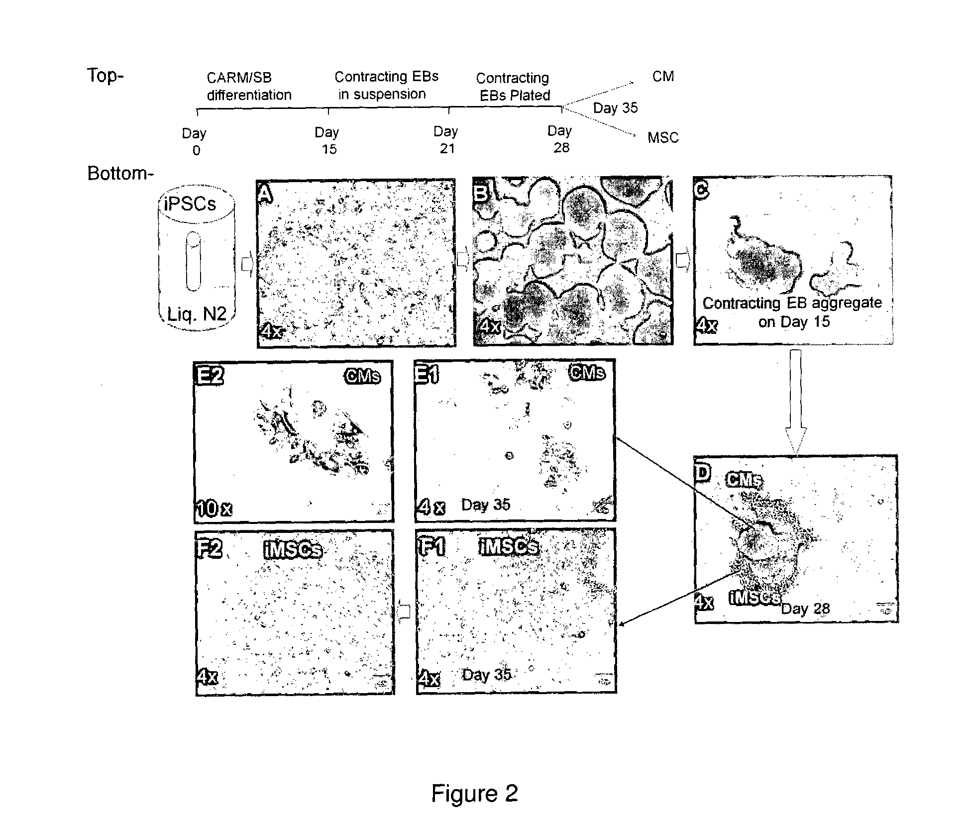 Method for preparing mesenchymal stem cell-like cells and cardiomyocyte-like cells