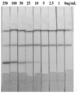 Colloidal gold test paper strip for detecting Listeria or Listeria monocytogenes in food based on monoclonal antibody, and applications thereof