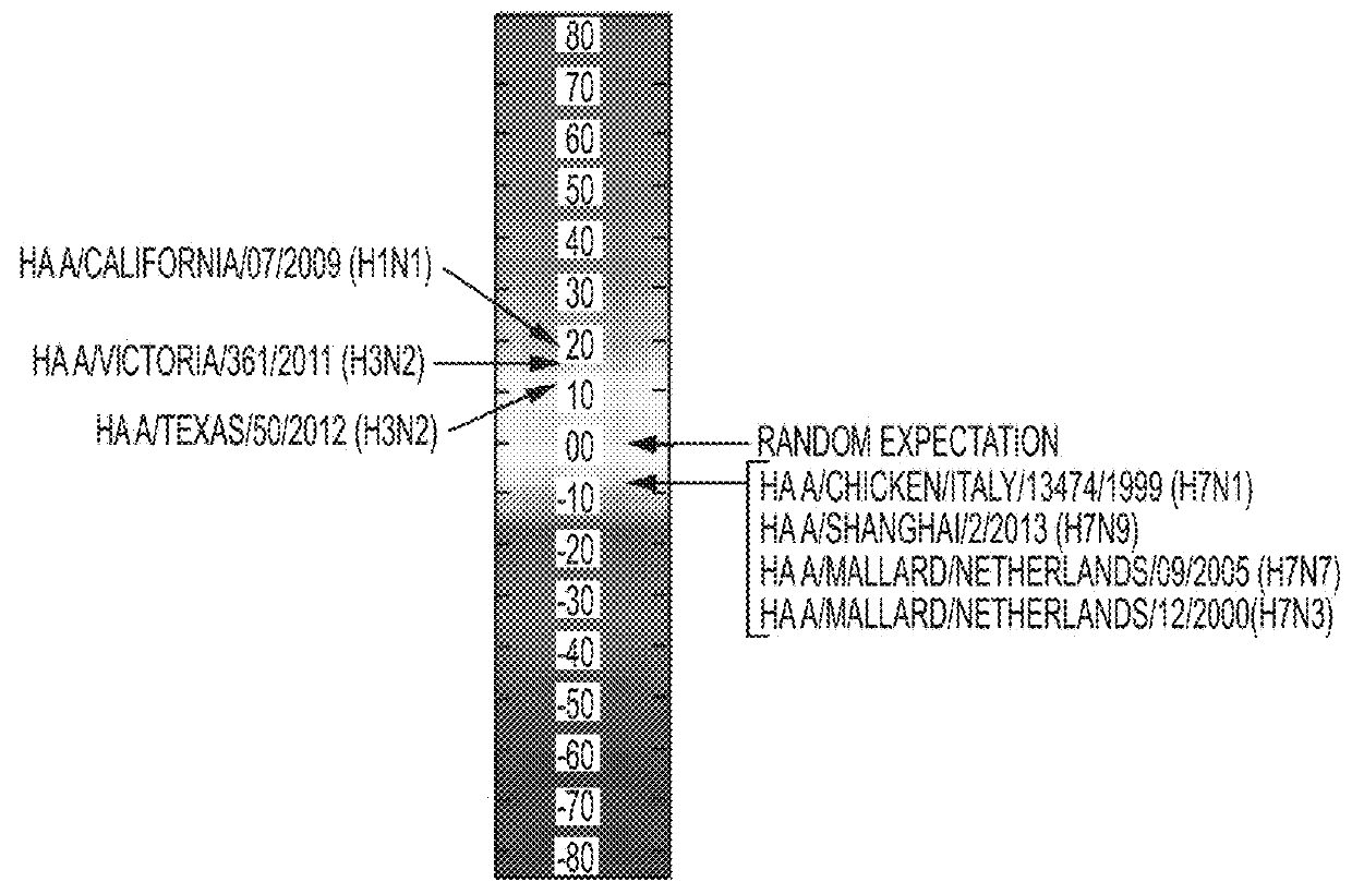 Modified H7 Hemagglutinin Glycoprotein of the Influenza A/Shanghai/2/2013 H7 Sequence