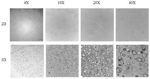 Three-dimensional continuous culture method of porcine mammary epithelial cells