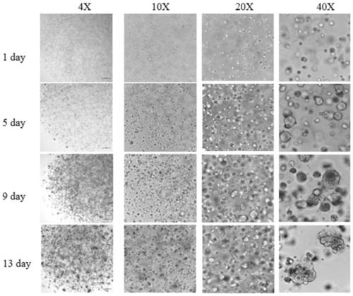 Three-dimensional continuous culture method of porcine mammary epithelial cells