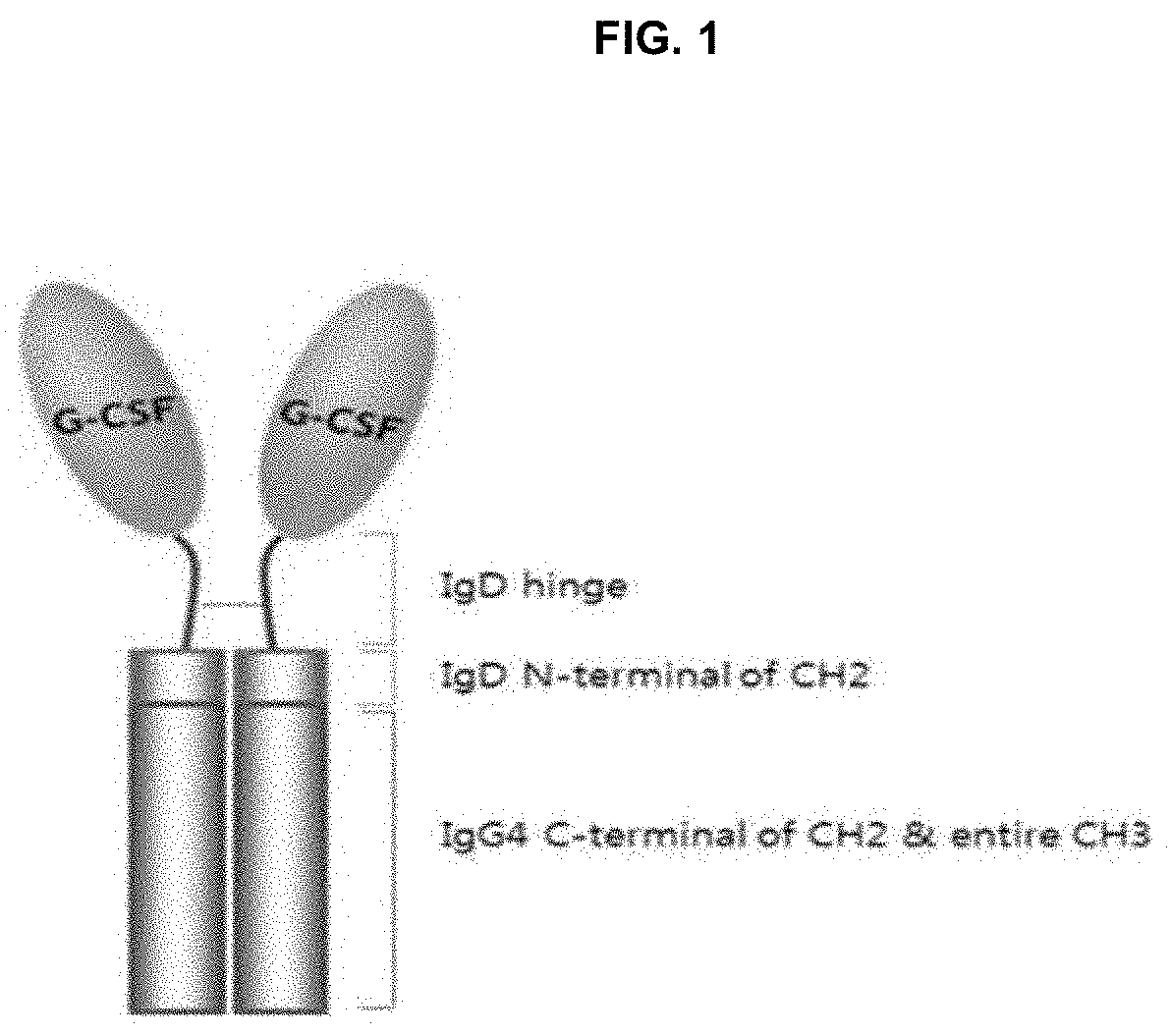 Long-acting g-csf for preventing neutropenia or reducing duration of neutropenia