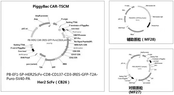 Construction method and clinical application of novel non-viral vector TSCM gene therapy