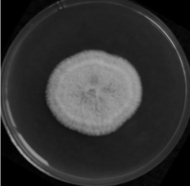 Clonostachys rosea and solid fermenting agent and application thereof