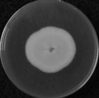 Clonostachys rosea and solid fermenting agent and application thereof