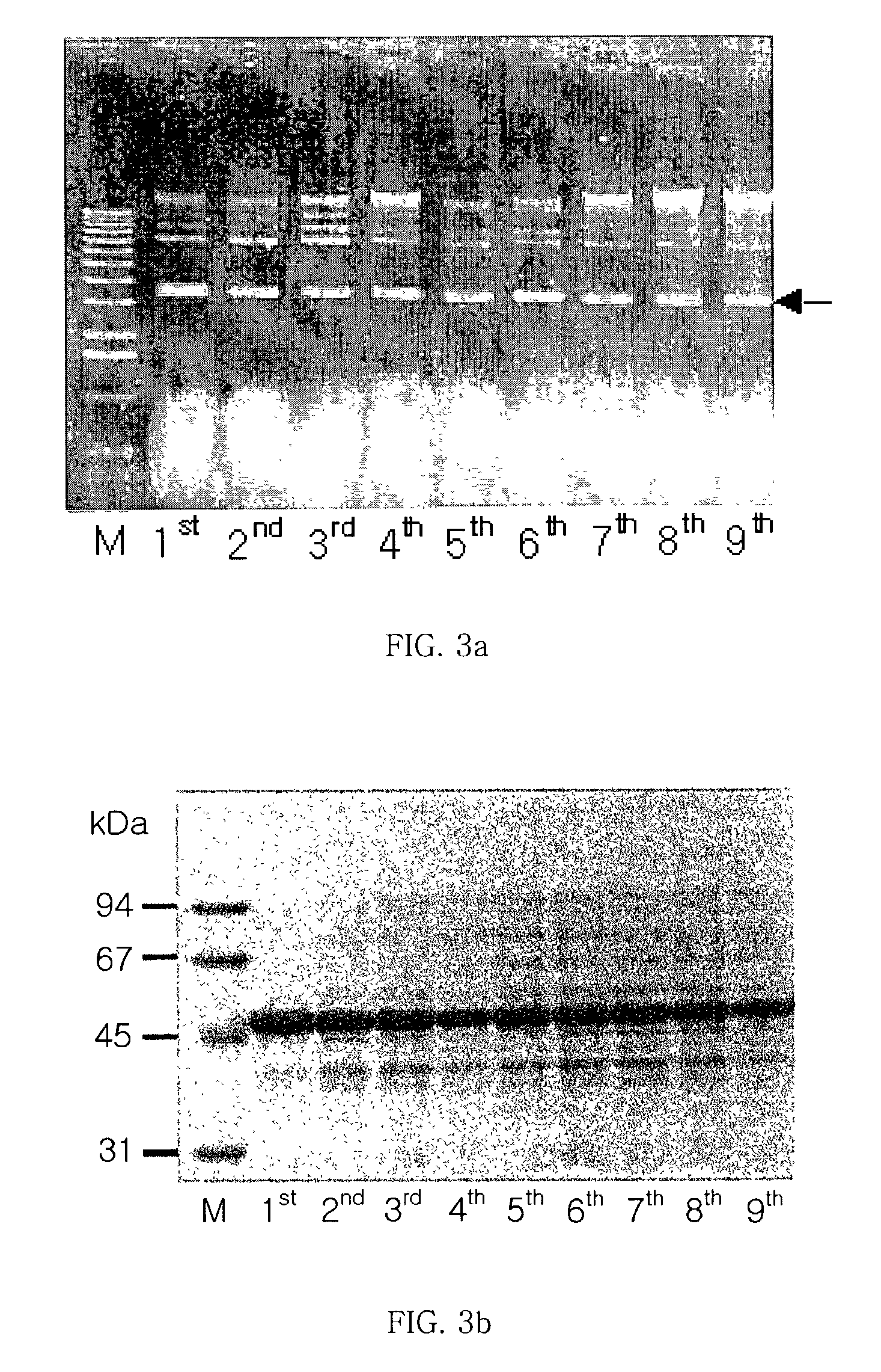 Antibiotics-independent vector for constant high-expression and method for gene expression using the same