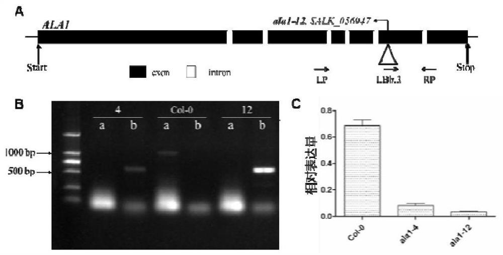 Method for improving resistance of plant to fusarium graminearum by utilizing gene AtALA1