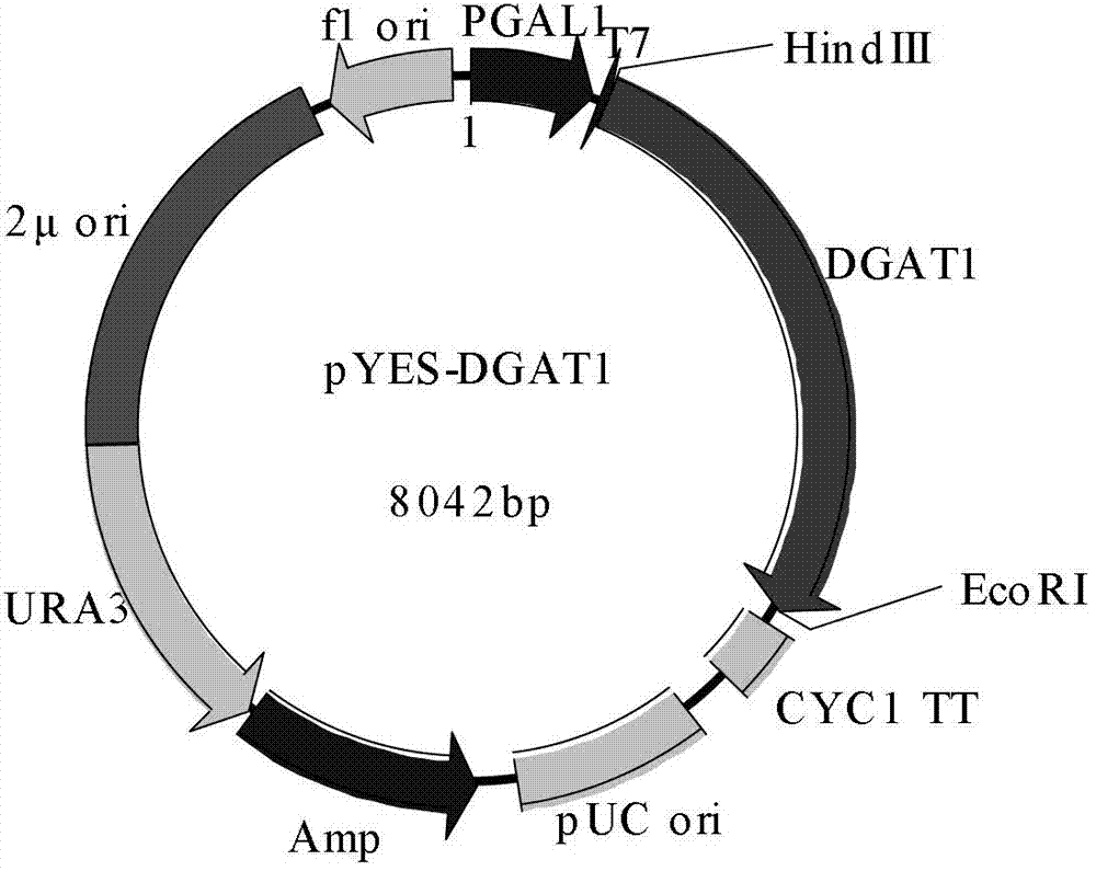 CeDGAT1 (Chlorella ellipsoidea Diacylglycerol Acyltransferase 1) gene and application thereof