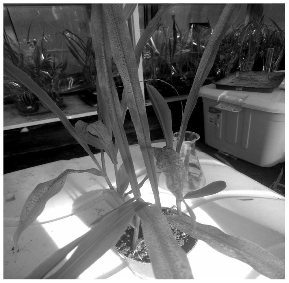 A method for inoculating and propagating Puccinia maize