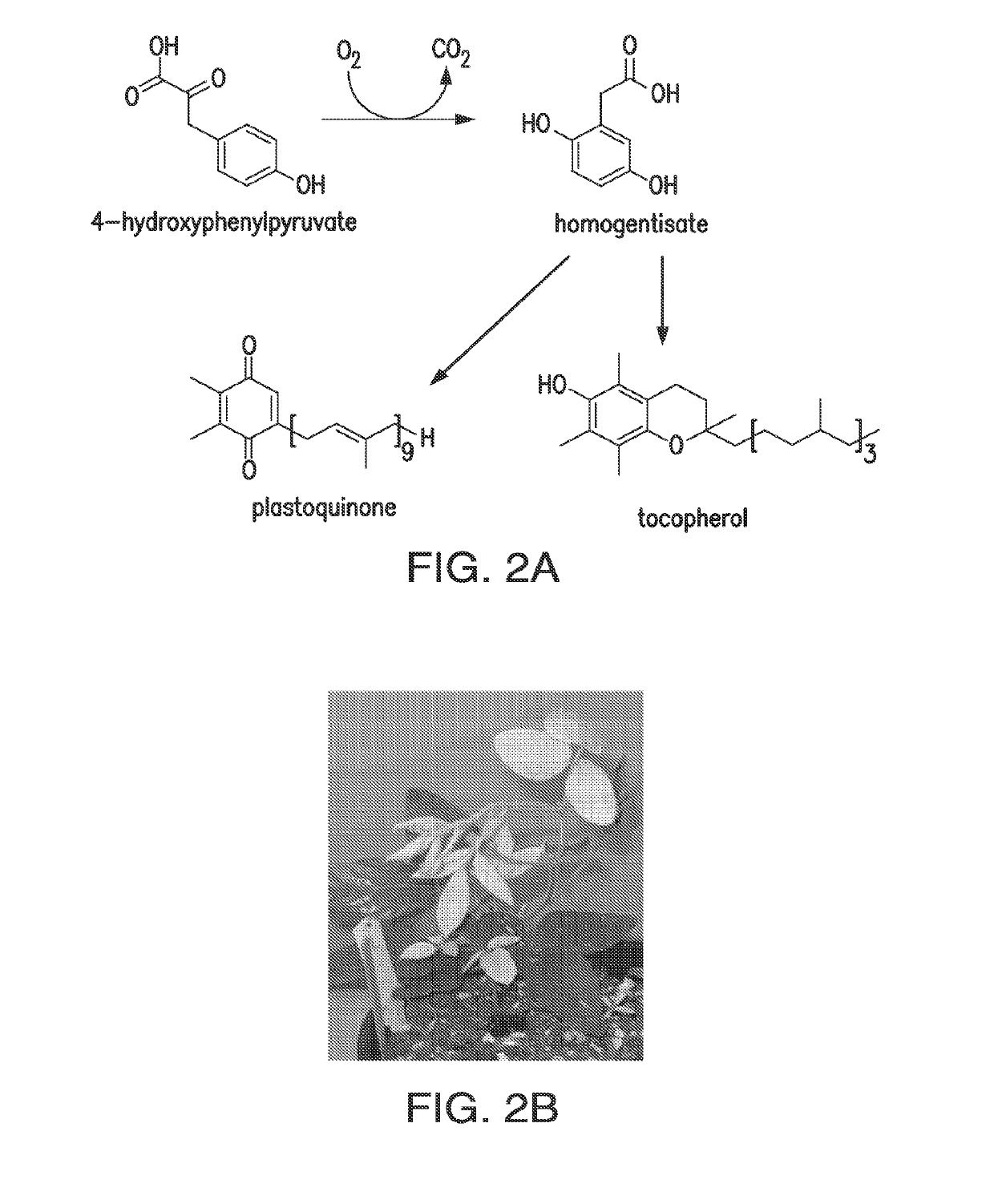 Compositions and methods comprising sequences having hydroxyphenylpyruvate dioxygenase (HPPD) activity