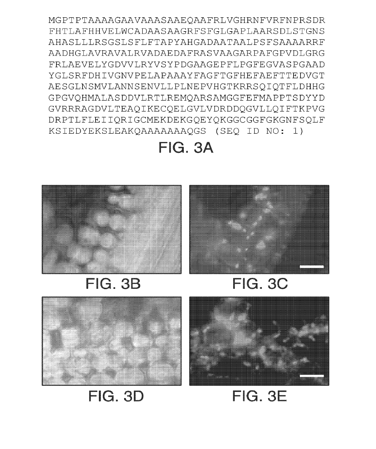 Compositions and methods comprising sequences having hydroxyphenylpyruvate dioxygenase (HPPD) activity