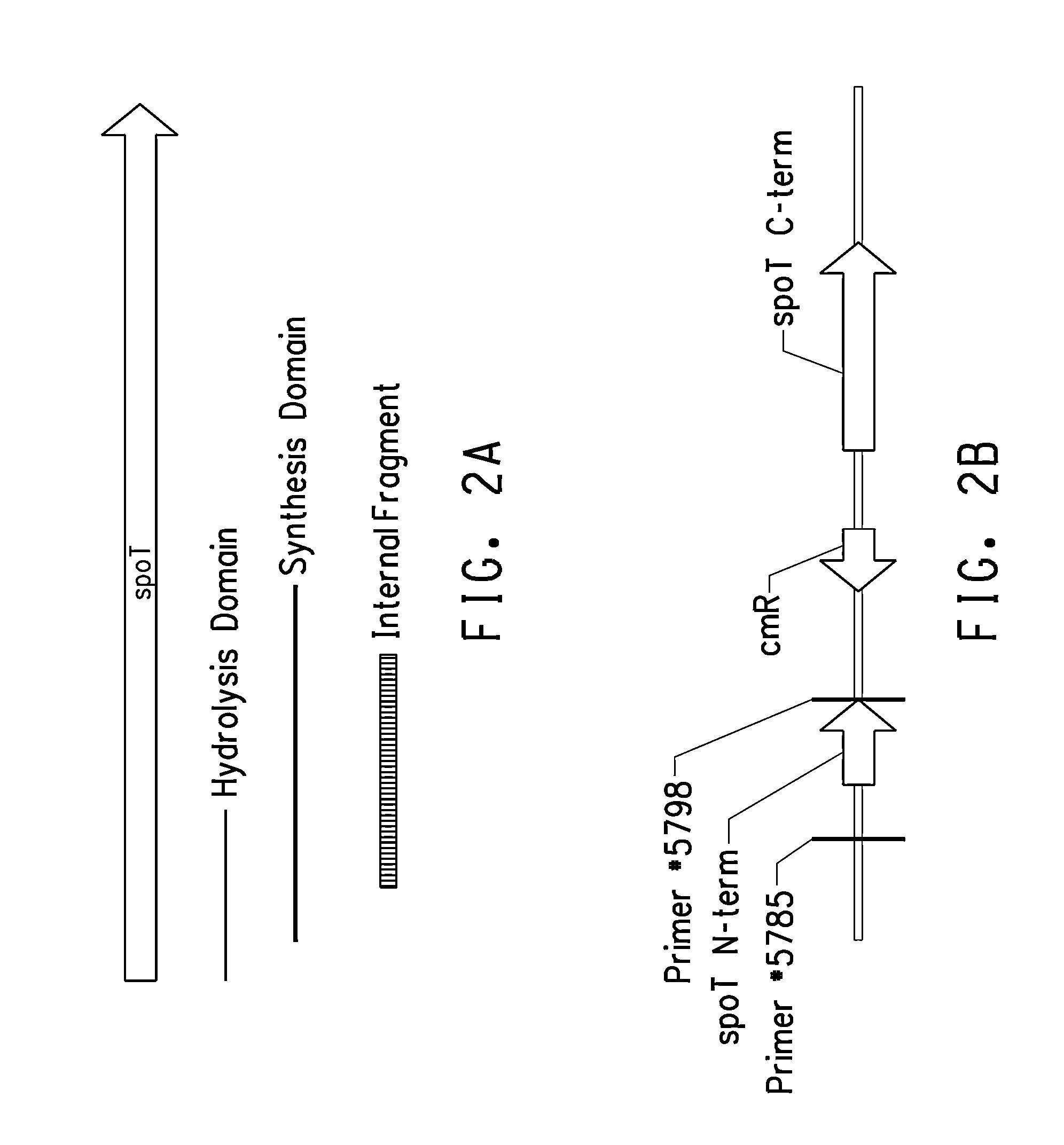 Strain comprising increased expression of a CFA coding region for butanol production