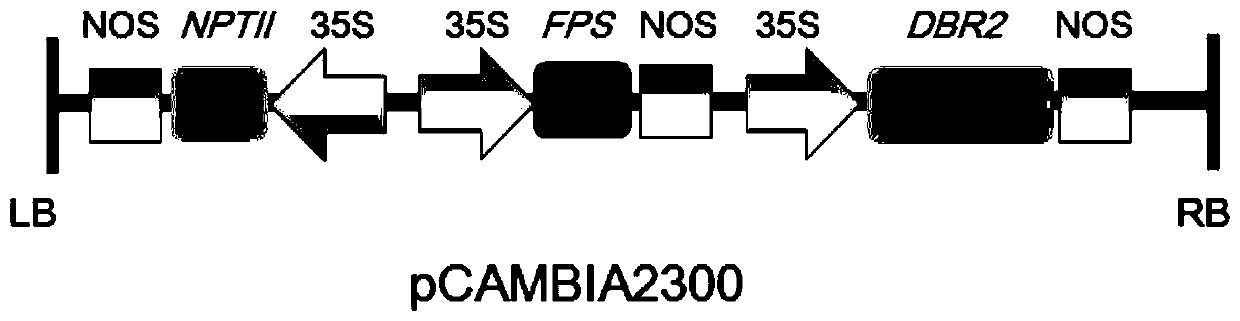 Method for co-transferring fps and dbr2 genes to increase artemisinin content and prepared Artemisia annua