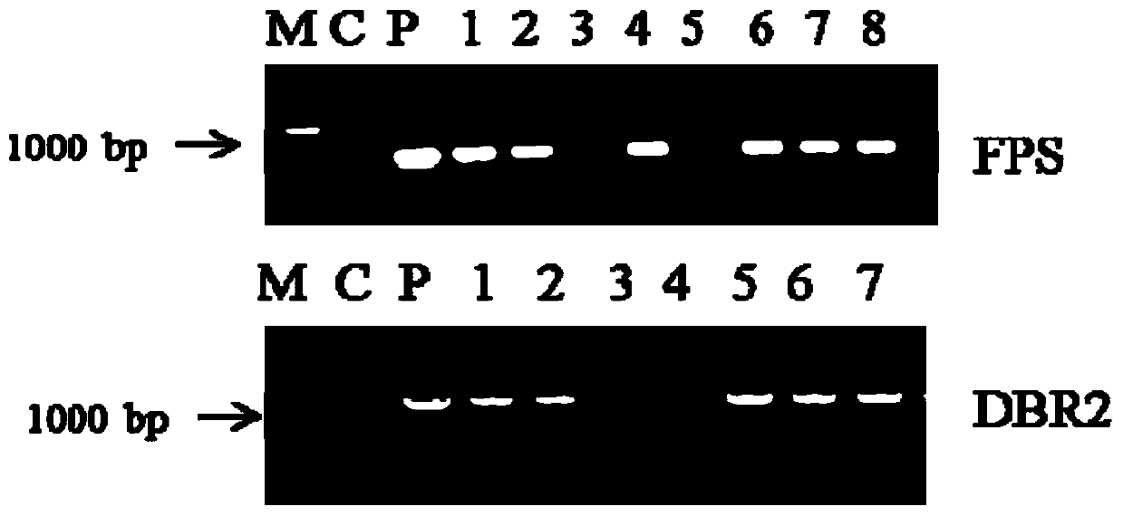 Method for co-transferring fps and dbr2 genes to increase artemisinin content and prepared Artemisia annua