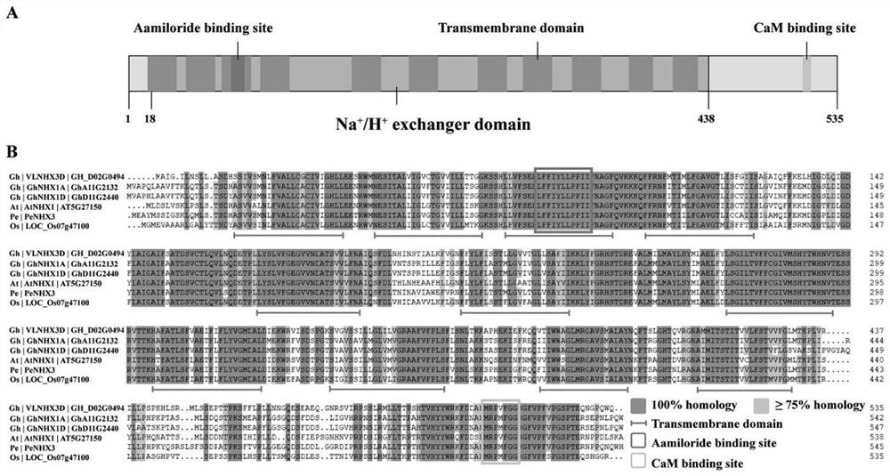 Application of gene VLNHX3D in regulation of Na&lt;+&gt; and/or K&lt;+&gt; concentration of plant cells
