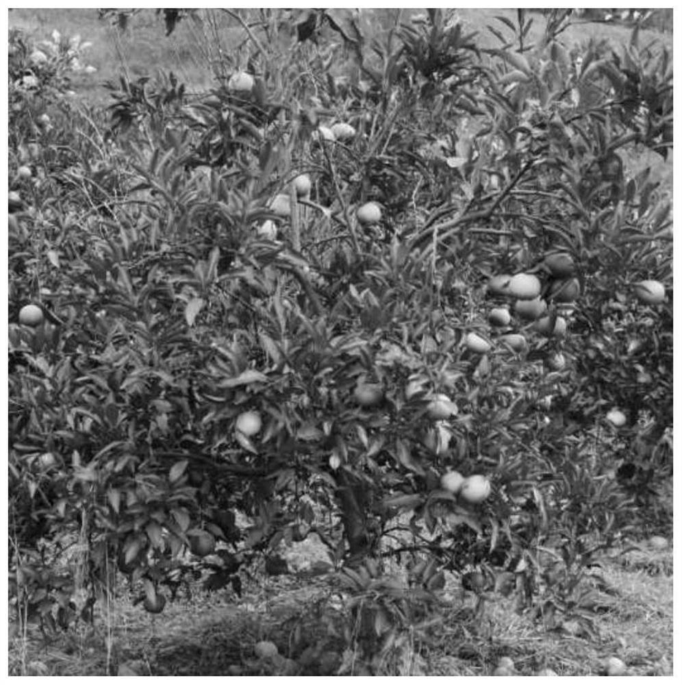 A sky-ground integrated citrus picking method