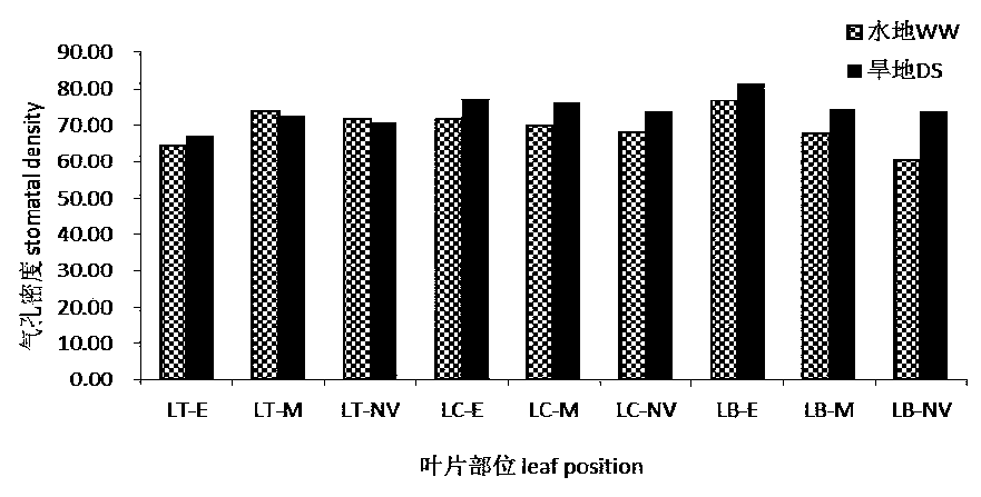 QTL sites controlling relevant characters of epidermal hair and stomata of wheat and analysis method