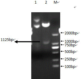 Humanized single-chain antibody 7D of clostridium perfringens alpha-toxin