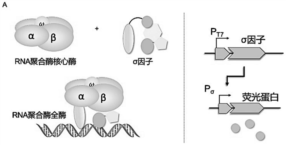 Cell-free protein synthesis method based on sigma factor as transcription element