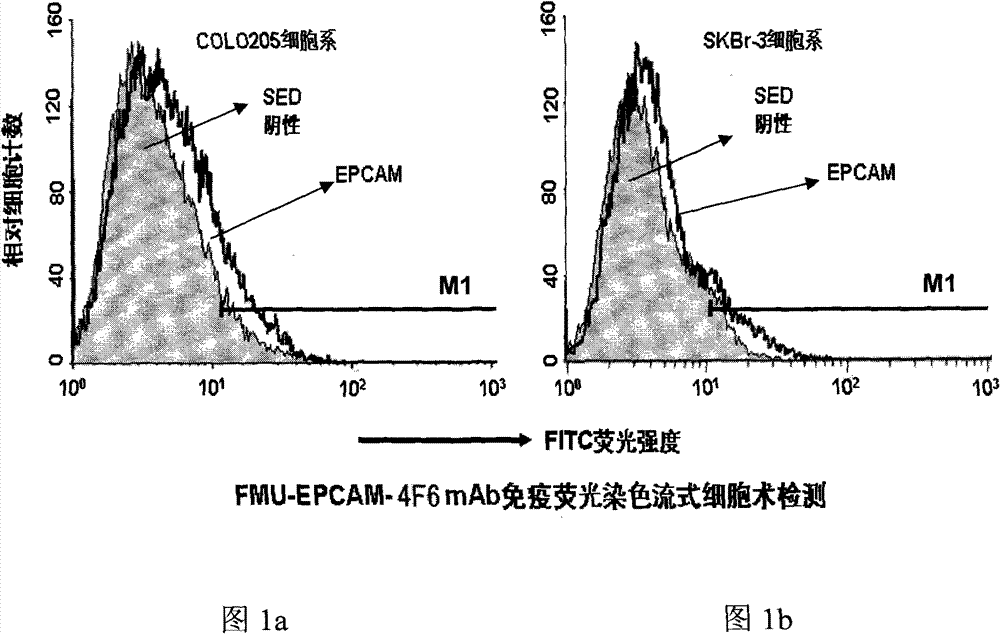 Light-chain variable region and heavy-chain variable region of FMU-EPCAM-4F6 monoclonal antibody