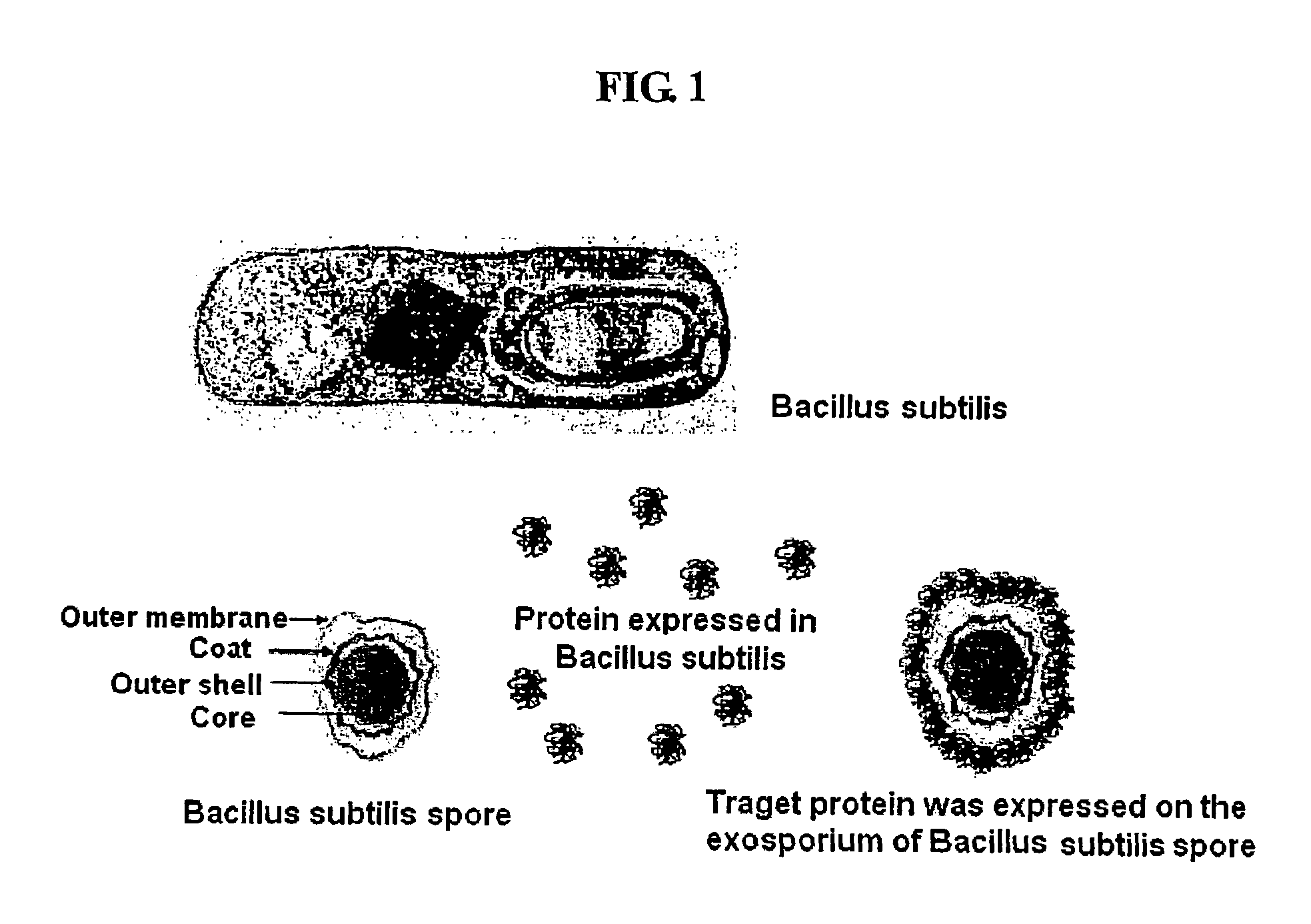Method for whole surrounding surface display of target proteins using bacterial exosporium