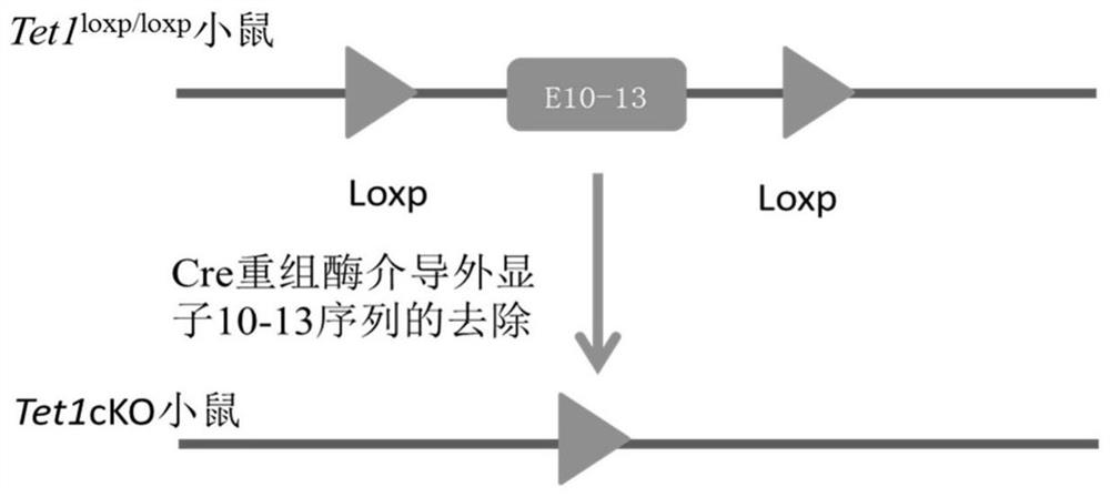 Construction method and application of schizophrenia animal model based on central nervous system myelin function change