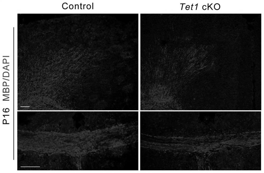 Construction method and application of schizophrenia animal model based on central nervous system myelin function change