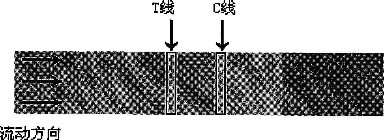 Colloidal gold chromatography test paper strip for quickly detecting perfluoro caprylic acid and preparation method thereof