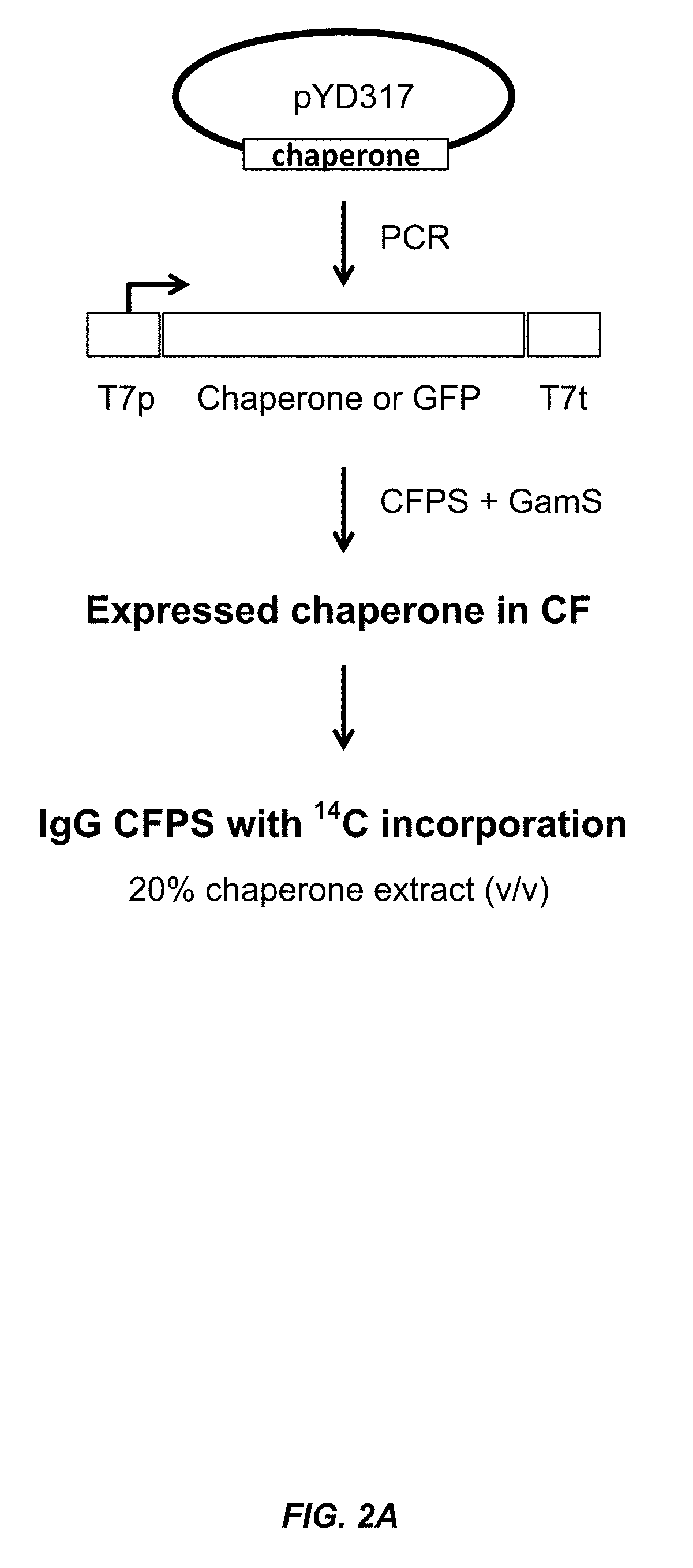 Expression of biologically active proteins in a bacterial cell-free synthesis system using bacterial cells transformed to exhibit elevated levels of chaperone expression